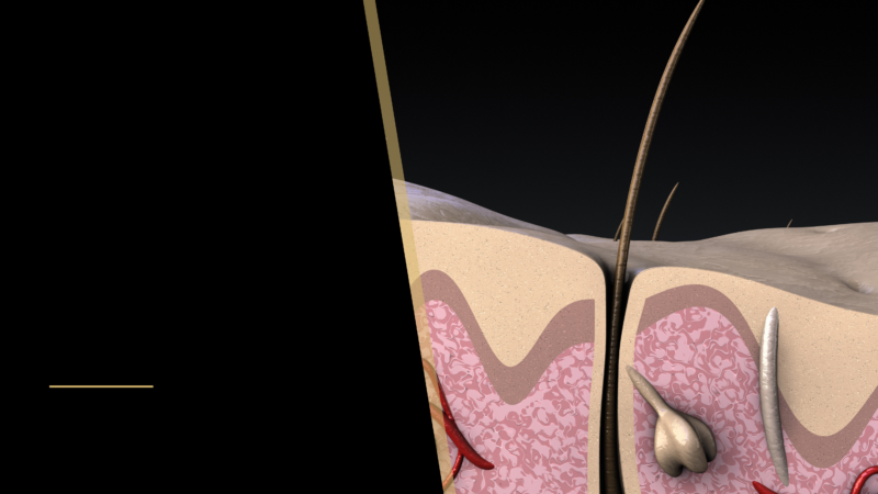 How Many Grafts Does The Average Person Need? Will You Need? 18 fair follicle